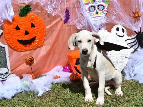 Animals at Our Hope Animal Sanctuary are Excited About Halloween!