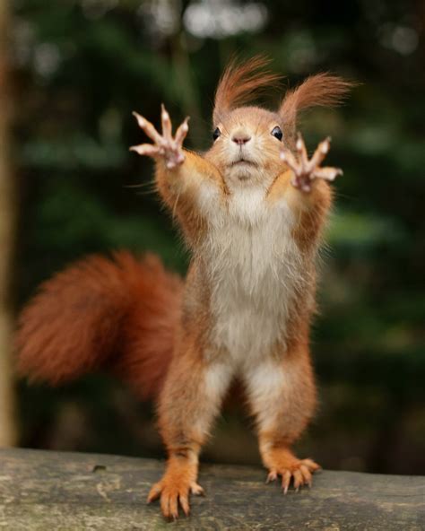 PsBattle: Red Squirrel -- standing -- at the British Wildlife Centre in Lingfield, Surrey ...