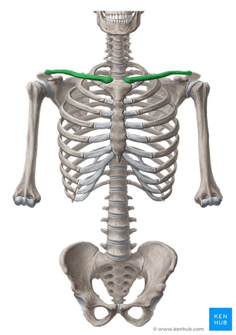 Shoulder girdle: anatomy, movements and function | Kenhub