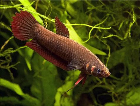 Betta coccina – Scarlet Betta — Seriously Fish