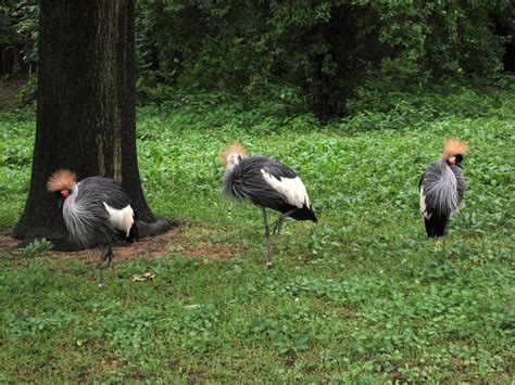 Crested Crane | Here are three crested cranes, the national … | Flickr