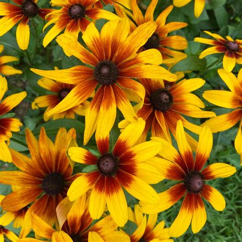 Rudbeckia MiniBeckia™ Flame | White Flower Farm