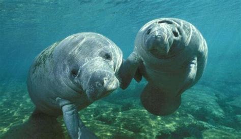 Manatee Appreciation Day – March 26, 2025