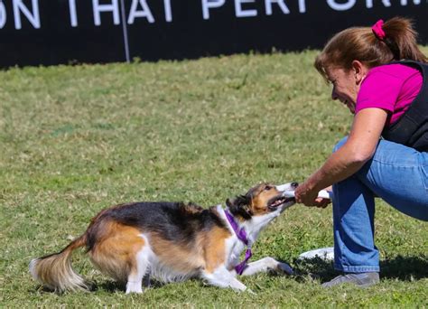 3 Easy Hacks To Teach A Dog To Catch A Frisbee (Proven Tips)