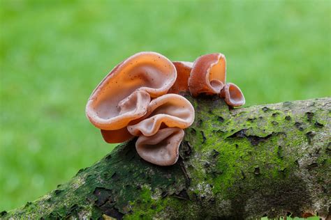 Auricularia auricula-judae: The Ultimate Mushroom Guide + 4 Recipes