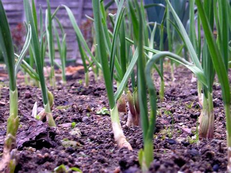 Information About Growing Shallots In The Garden