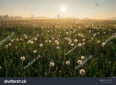 15,045 Low vegetation Images, Stock Photos & Vectors | Shutterstock