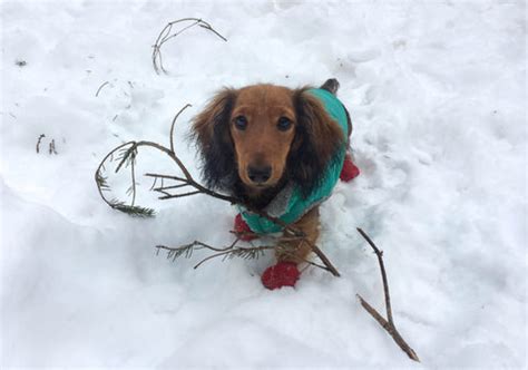 The Best Dog Boots & Paw Protectors for Winter Adventures