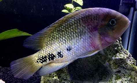 Cichlasoma (Vieja) synspilum Redhead Cichlid | Cichlids, Fish pet, Central american