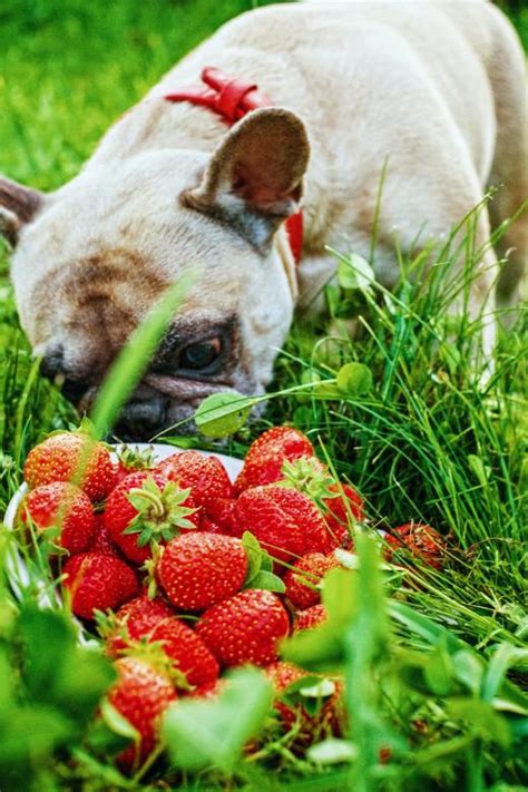 Strawberries Dogs - auscrops.com.au