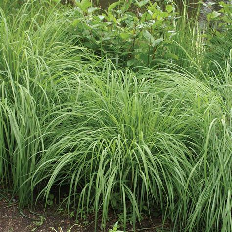 BIG BLUESTEM GRASS - Foothills Nurseries