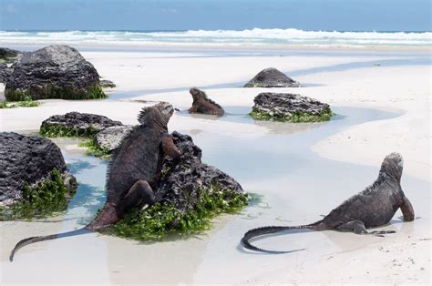 Sunbathing Galapagos Marine Iguanas [OC][3338x2217] : r/AnimalPorn