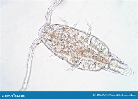 Copepod Zooplankton Are A Group Of Small Crustaceans Stock Photo ...