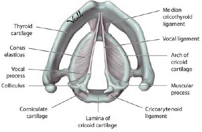 Corniculate Cartilage