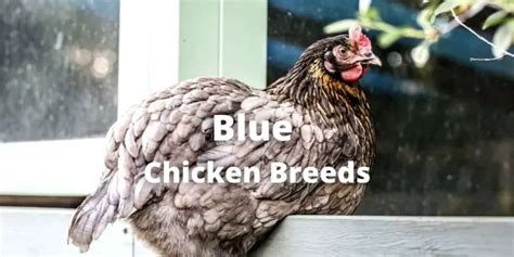 18 Blue Chicken Breeds (Chickens With Blue Feathers)