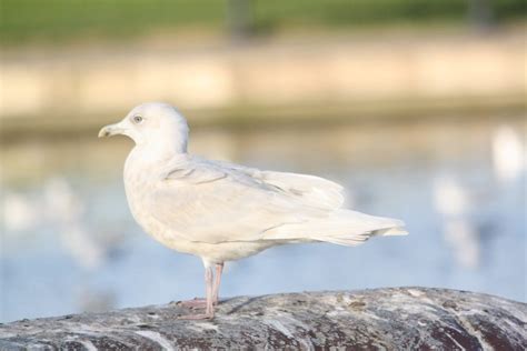 Iceland Gull - BirdWatch Ireland