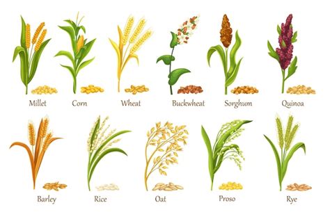 Premium Vector | Grass cereal crops, agricultural plant vector illustration. Set heap grains ...