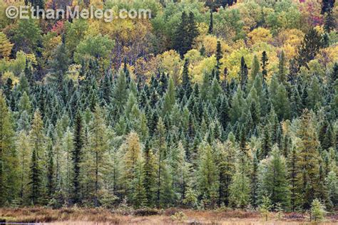 Ethan Meleg - Nature Photography Blog: Algonquin Park fall colors