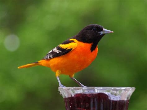 The gorgeous Baltimore oriole (official Maryland state bird) is found ...