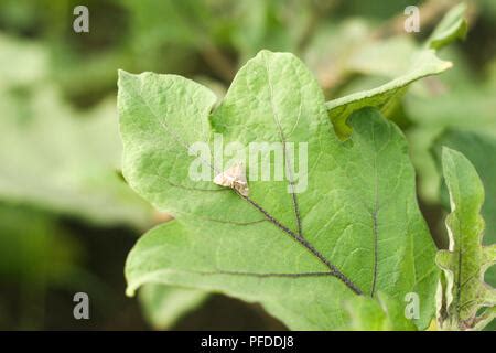 Eggplant Fruit Borer Moth on Leaf Stock Photo - Alamy