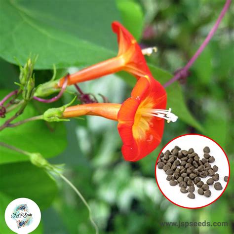 100 Orange Morning Glory Seeds (MORNING GLORY) | strong psychedelic or hallucinogenic mental ...