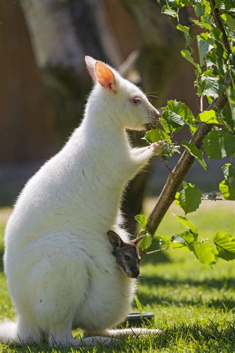 Sabrina with baby in the pouch | The albino kangaroo, female… | Flickr