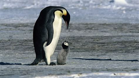 March of the Penguins (2005) Full Movie