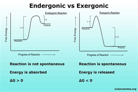 Endergonic Reactions Examples