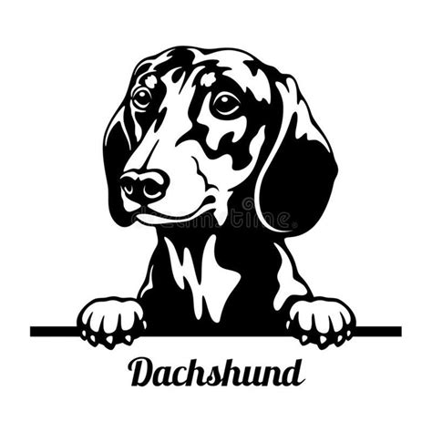 Dachshund Peeking Dog - head isolated on white. Vector stock royalty ...