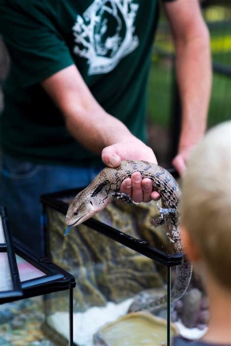 10 Blue-Tongued Skink Facts - Fact Animal