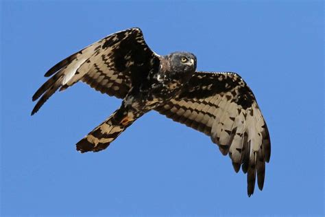 Black Harrier | Nature birds, Birds, Bird