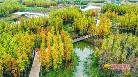 南昌鱼尾洲湿地公园：城市湿地美如画（图）凤凰网江西_凤凰网