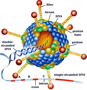 Adenovirus-based Gene Therapy: a Promising Novel Cancer Therapy ...