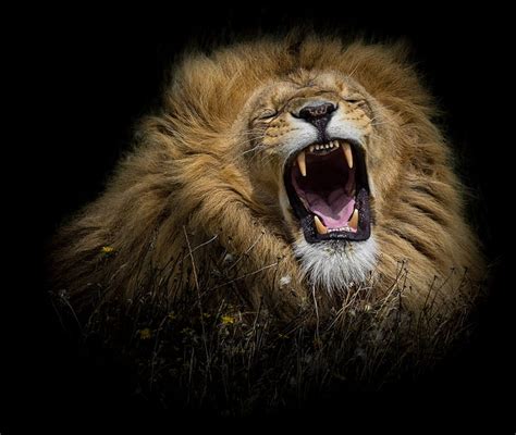 Lion Roaring Face Images