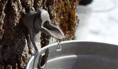 Tapping Water from Trees - Hack Outdoors