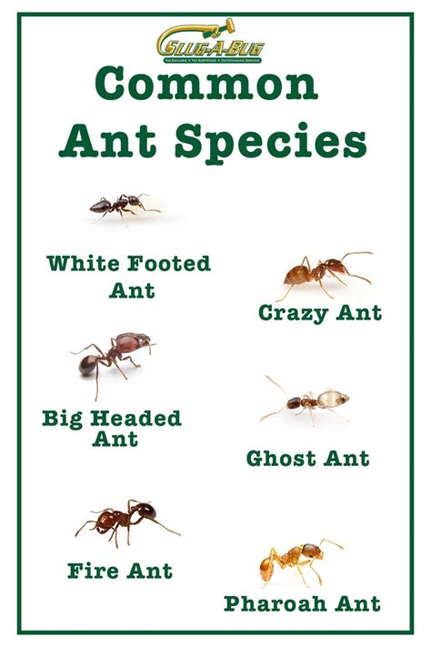 Common Ant Species | Ant species, Termite treatment, Insect pest