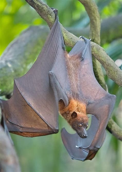 Large Flying Fox - Pteropus vampyrus Pteropus vampyrus (Chiroptera - Pteropodidae) is one of the ...