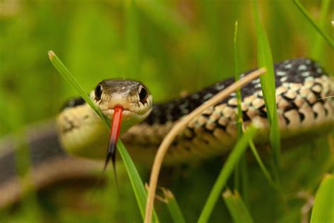 How to Attract Snakes to Your Garden - Dengarden