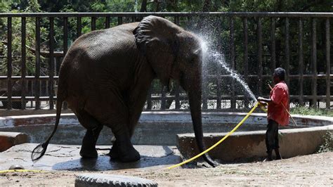 Which animals are happy with people's visits to the zoo? - BBC Newsround