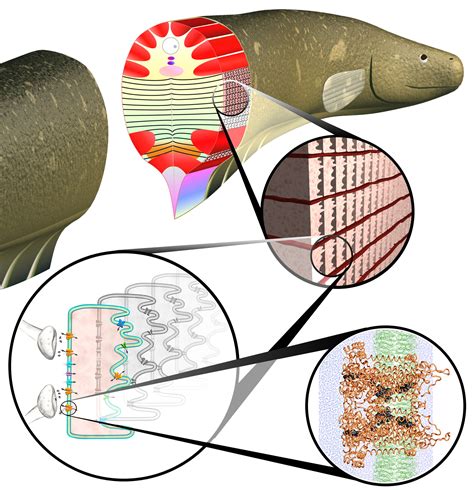 Models of Eel Cells Suggest Electrifying Possibilities | NIST