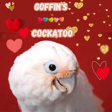 Goffin's Cockatoo - Habitat Personality Food and Reproduction