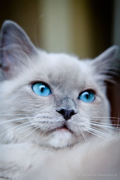 blue-eyed mink ragdoll by venomxbaby on DeviantArt