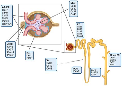 Hypertensive Nephropathy | Encyclopedia MDPI