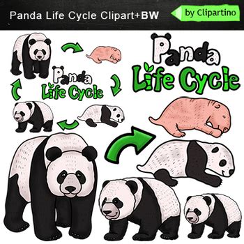 Panda Life Cycle Clipart by Clipartino | Teachers Pay Teachers