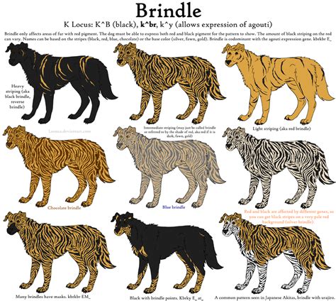 Dog Colors Guide- Brindle by Leonca on DeviantArt