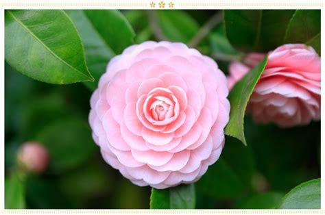 15 Japanese Flower Meanings and Where to Find Them - ProFlowers Blog