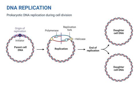 Semiconservative DNA Replication in Prokaryotes and Eukaryotes