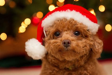 Puppy Christmas Wallpaper (60+ images)