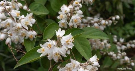 Deutzia Gracilis Care: How To Grow Slender Deutzia