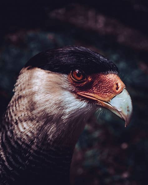 Closeup of a falcon at Wildparadies | Free Photo - rawpixel